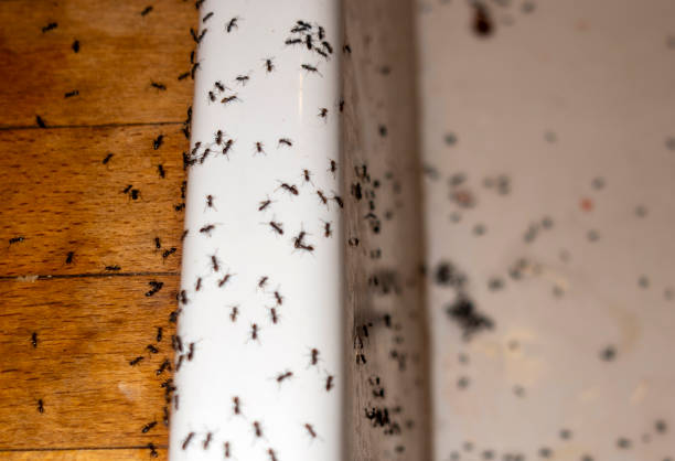 Best Termite Control Services  in Otis Orchards East Farms, WA